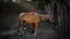 Un campesino posa con su caballo en Cerrito de Naua, Cuba. Foto Archivo REUTERS/Alexandre Meneghini